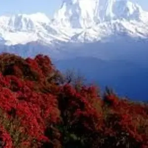 Explore Annapurna Base Camp Trek for 14 days with Adventure Himalayan Travels and discover unforgettable experiences - Photo 8