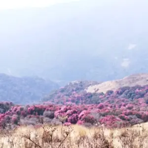 Explore Ghorepani Poon Hill Trek for 10 days with Adventure Himalayan Travels and discover unforgettable experiences - Photo 9