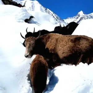 Explore Tilicho Lake and Thorong la pass Trek 17 days for 17 days with Adventure Himalayan Travels and discover unforgettable experiences - Photo 7