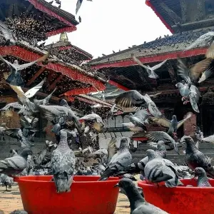 Explore Kathmandu Nagarkot Weekend Tour - 4 Days for 4 days with Adventure Himalayan Travels and discover unforgettable experiences - Photo 4