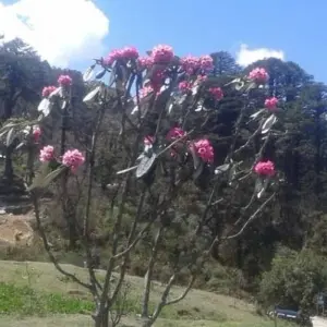 Explore Druk path trek with culture tour - 10 Days for 10 days with Adventure Himalayan Travels and discover unforgettable experiences - Photo 10