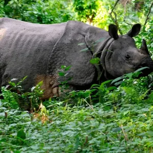 Explore Annapurna Base Camp Trek with Chitwan National Park - 14 Days for 14 days with Adventure Himalayan Travels and discover unforgettable experiences - Photo 3