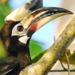 Explore Bird watching tour - 8 days for 8 days with Adventure Himalayan Travels and discover unforgettable experiences - Photo 2