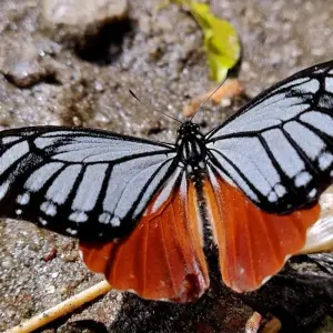 Explore Butterfly Watching Tour - 7 Days for 7 days with Adventure Himalayan Travels and discover unforgettable experiences - Photo 2