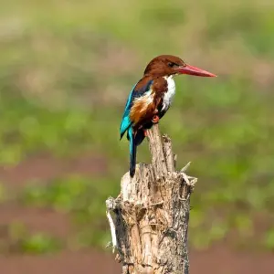 Explore Bird watching tour - 8 days for 8 days with Adventure Himalayan Travels and discover unforgettable experiences - Photo 3