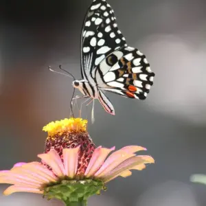 Explore Butterfly Watching Tour - 7 Days for 7 days with Adventure Himalayan Travels and discover unforgettable experiences - Photo 4