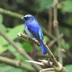 Explore Bird watching tour - 8 days for 8 days with Adventure Himalayan Travels and discover unforgettable experiences - Photo 5