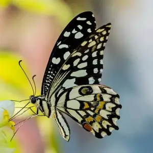Explore Butterfly Watching Tour - 7 Days for 7 days with Adventure Himalayan Travels and discover unforgettable experiences - Photo 5