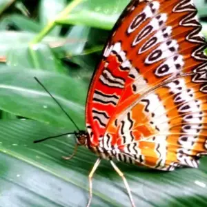 Explore Butterfly Watching Tour - 7 Days for 7 days with Adventure Himalayan Travels and discover unforgettable experiences - Photo 6