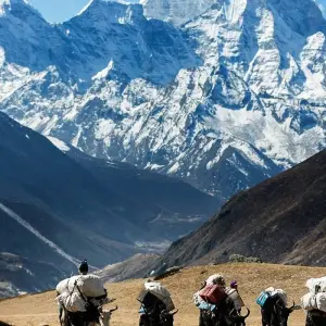 Explore Everest Base Camp and Gokyo Trek with cho la pass - 18 Days for 18 days with Adventure Himalayan Travels and discover unforgettable experiences - Photo 7