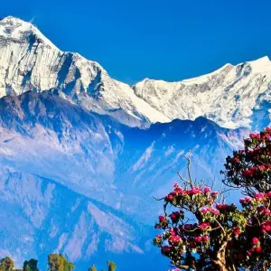 Explore Poon Hill Trek and Jungle Safari - 12 Days for 12 days with Adventure Himalayan Travels and discover unforgettable experiences - Photo 6
