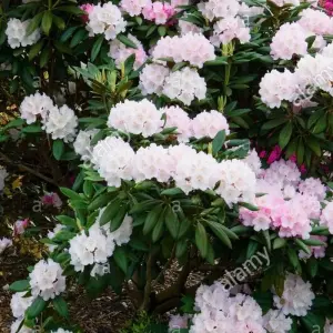 Explore Tsum valley and Manaslu Trek - 21 Days for 21 days with Adventure Himalayan Travels and discover unforgettable experiences - Photo 6