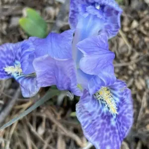 Explore Langtang Valley and Gosaikunda Lake Trek- 14 Days for 14 days with Adventure Himalayan Travels and discover unforgettable experiences - Photo 5