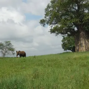 Explore 3 Days The Pride Land's Safari for 3 days with Adventure Makers Tanzania and discover unforgettable experiences - Photo 2