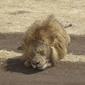 Explore The Stargazar's Dream 5 Days Camping Safari for 5 days with Adventure Makers Tanzania and discover unforgettable experiences - Photo 3