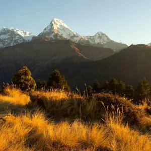 Explore Ghorepani Poon Hill Mardi Himal Trek - 11 Days for 11 days with Adventure Himalayan Travels and discover unforgettable experiences - Photo 7