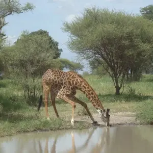 Explore The Stargazar's Dream 5 Days Camping Safari for 5 days with Adventure Makers Tanzania and discover unforgettable experiences - Photo 4