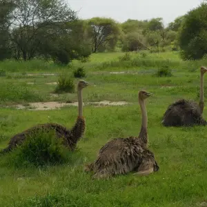 Explore Arusha National Park Day Trip for 1 days with Adventure Makers Tanzania and discover unforgettable experiences - Photo 4