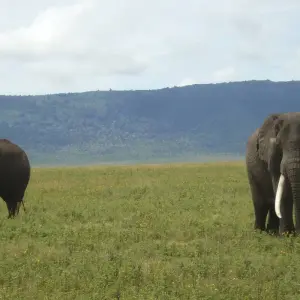 Explore The Stargazar's Dream 5 Days Camping Safari for 5 days with Adventure Makers Tanzania and discover unforgettable experiences - Photo 5