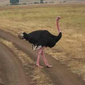 Explore Lake Manyara National Park Full-Day Tour for 1 days with Adventure Makers Tanzania and discover unforgettable experiences - Photo 3