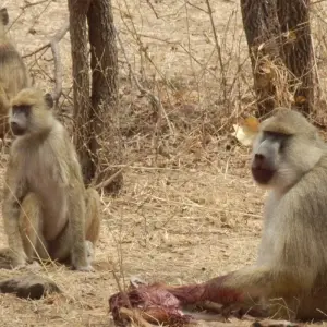 Explore 9 Days Jewels of Southern Tanzania Fly In Safari for 9 days with Adventure Makers Tanzania and discover unforgettable experiences - Photo 4