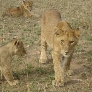 Explore 3 Days The Pride Land's Safari for 3 days with Adventure Makers Tanzania and discover unforgettable experiences - Photo 7