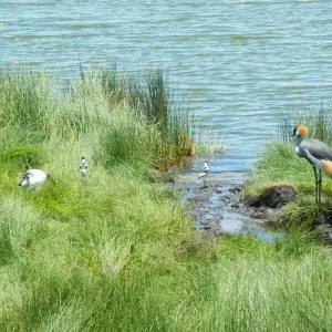 Explore Lake Manyara National Park Full-Day Tour for 1 days with Adventure Makers Tanzania and discover unforgettable experiences - Photo 4