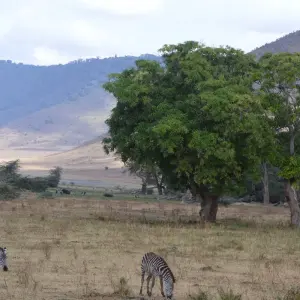 Explore Ngorongoro Crater Day Trip for 1 days with Adventure Makers Tanzania and discover unforgettable experiences - Photo 3