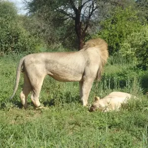 Explore 3 Days The Pride Land's Safari for 3 days with Adventure Makers Tanzania and discover unforgettable experiences - Photo 8