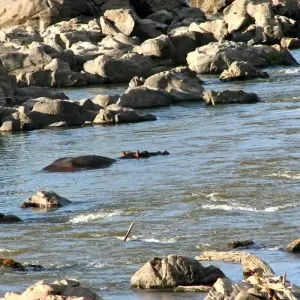 Explore 7 Days Selous, Mikumi & Ruaha Safari Package for 7 days with Adventure Makers Tanzania and discover unforgettable experiences - Photo 2