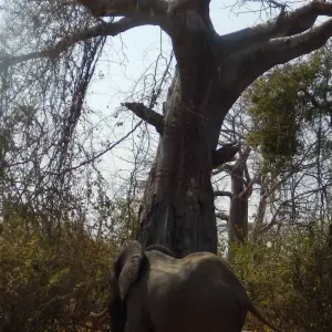 Explore 9 Days Jewels of Southern Tanzania Fly In Safari for 9 days with Adventure Makers Tanzania and discover unforgettable experiences - Photo 6