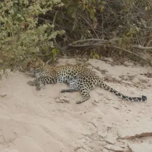 Explore 5 Days Fly In Selous - away from everything and everyone for 5 days with Adventure Makers Tanzania and discover unforgettable experiences - Photo 3