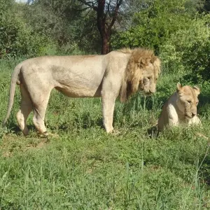 Explore 3 Days The Pride Land's Safari for 3 days with Adventure Makers Tanzania and discover unforgettable experiences - Photo 9