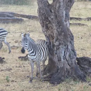 Explore Ngorongoro Crater Day Trip for 1 days with Adventure Makers Tanzania and discover unforgettable experiences - Photo 5