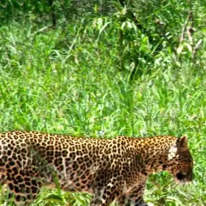 Explore Lake Manyara National Park Full-Day Tour for 1 days with Adventure Makers Tanzania and discover unforgettable experiences - Photo 6