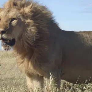 Explore The Stargazar's Dream 5 Days Camping Safari for 5 days with Adventure Makers Tanzania and discover unforgettable experiences - Photo 9