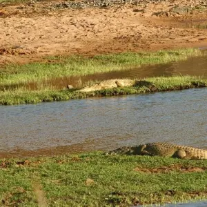 Explore 7 Days Selous, Mikumi & Ruaha Safari Package for 7 days with Adventure Makers Tanzania and discover unforgettable experiences - Photo 3