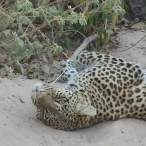 Explore 5 Days Fly In Selous - away from everything and everyone for 5 days with Adventure Makers Tanzania and discover unforgettable experiences - Photo 4