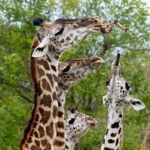 Explore Lake Manyara National Park Full-Day Tour for 1 days with Adventure Makers Tanzania and discover unforgettable experiences - Photo 7