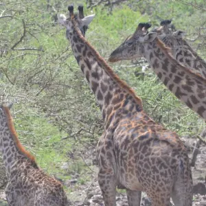 Explore Ngorongoro Crater Day Trip for 1 days with Adventure Makers Tanzania and discover unforgettable experiences - Photo 6