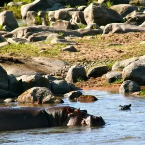 Explore 7 Days Selous, Mikumi & Ruaha Safari Package for 7 days with Adventure Makers Tanzania and discover unforgettable experiences - Photo 4