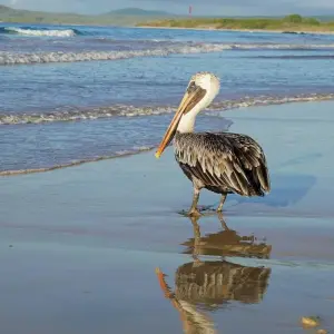 Explore Galapagos Essentials for 7 days with Adventure Journeys and discover unforgettable experiences - Photo 2