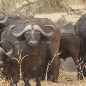 Explore 9 Days Jewels of Southern Tanzania Fly In Safari for 9 days with Adventure Makers Tanzania and discover unforgettable experiences - Photo 8