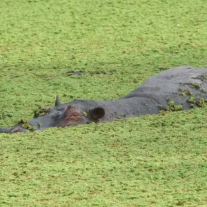 Explore Lake Manyara National Park Full-Day Tour for 1 days with Adventure Makers Tanzania and discover unforgettable experiences - Photo 8
