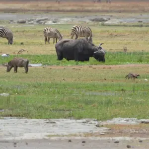 Explore Ngorongoro Crater Day Trip for 1 days with Adventure Makers Tanzania and discover unforgettable experiences - Photo 7