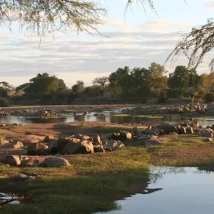 Explore 7 Days Selous, Mikumi & Ruaha Safari Package for 7 days with Adventure Makers Tanzania and discover unforgettable experiences - Photo 5