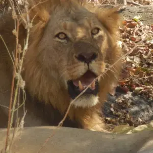 Explore 5 Days Fly In Selous - away from everything and everyone for 5 days with Adventure Makers Tanzania and discover unforgettable experiences - Photo 6