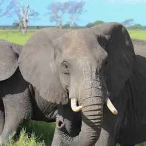 Explore Lake Manyara National Park Full-Day Tour for 1 days with Adventure Makers Tanzania and discover unforgettable experiences - Photo 9