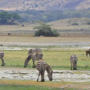 Explore Ngorongoro Crater Day Trip for 1 days with Adventure Makers Tanzania and discover unforgettable experiences - Photo 8