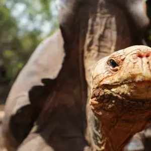 Explore Galapagos Essentials for 7 days with Adventure Journeys and discover unforgettable experiences - Photo 4